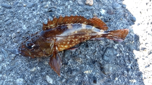 カサゴの釣果