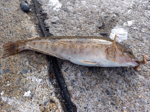 アイナメの釣果