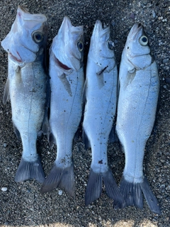 セイゴ（ヒラスズキ）の釣果