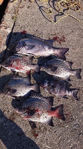 イシダイの釣果