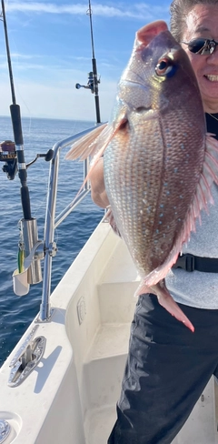 タイの釣果