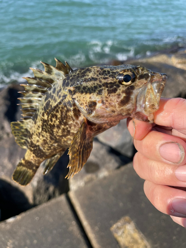 タケノコメバルの釣果