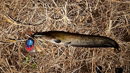 ナマズの釣果