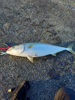 ブリの釣果