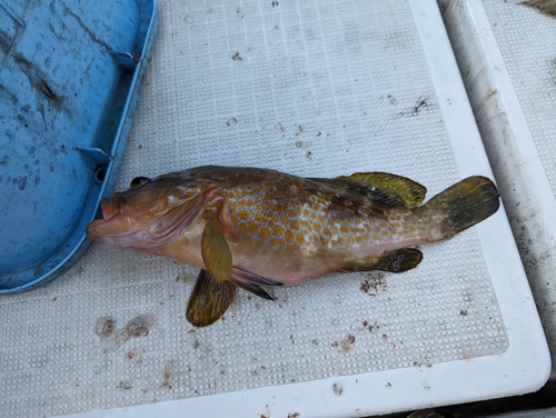 アコウの釣果