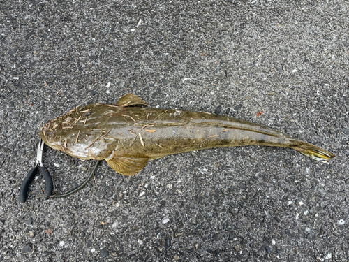 マゴチの釣果