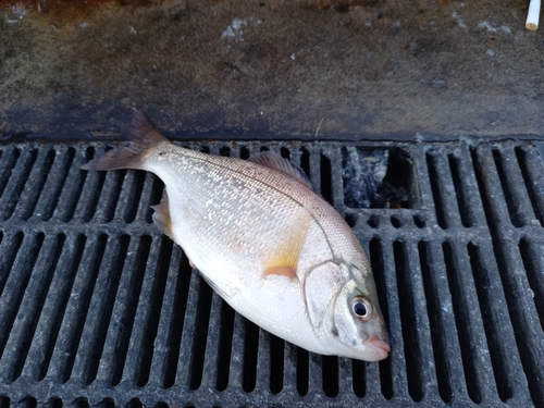 ウミタナゴの釣果