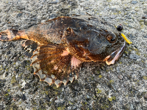 カジカの釣果