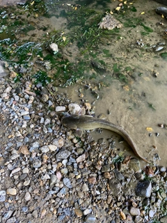 ナマズの釣果