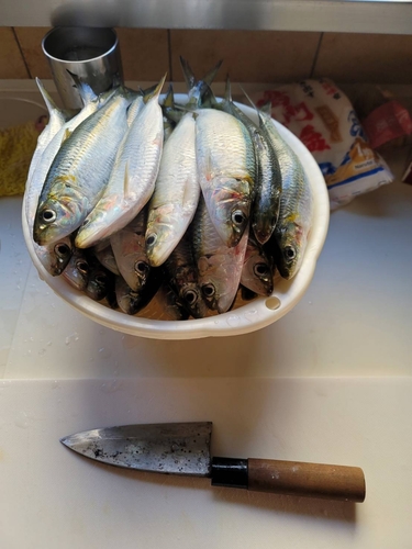 カタボシイワシの釣果