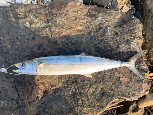 サゴシの釣果