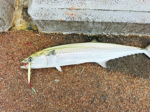 サゴシの釣果