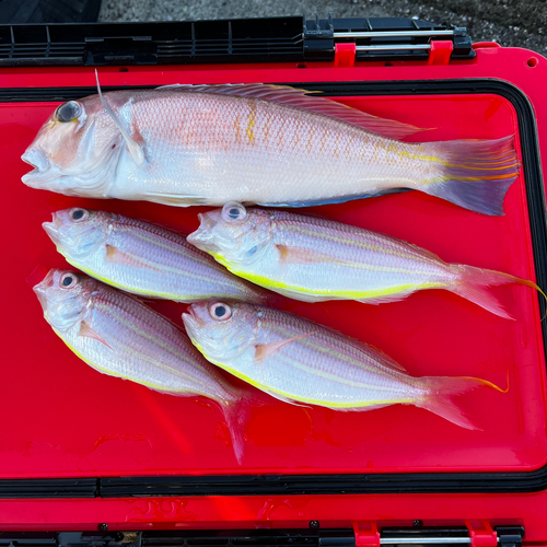 アマダイの釣果