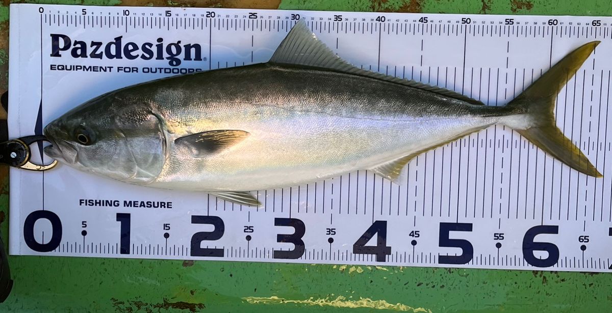 Sea🎣saaaaa〜さんの釣果 2枚目の画像