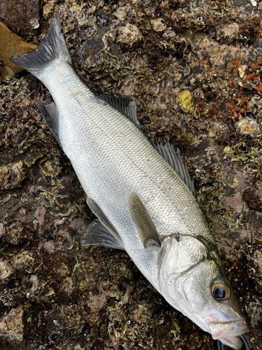 スズキの釣果