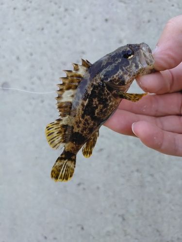 タケノコメバルの釣果