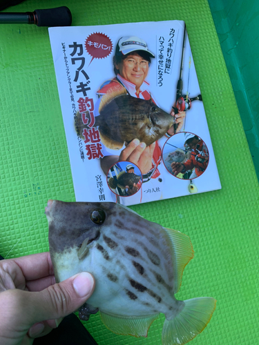 カワハギの釣果