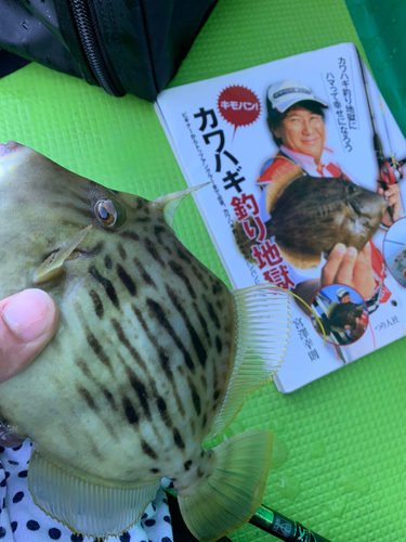 カワハギの釣果