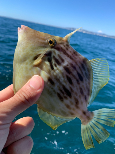 カワハギの釣果