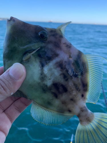 カワハギの釣果