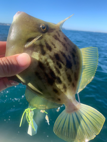 カワハギの釣果