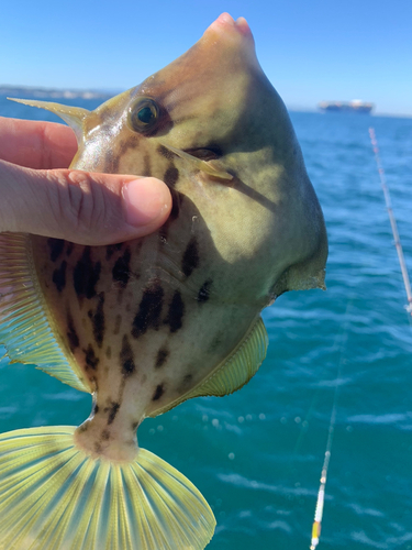 カワハギの釣果