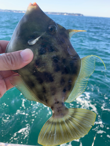 カワハギの釣果