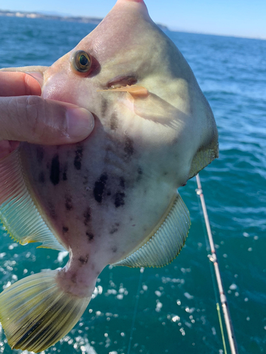 カワハギの釣果