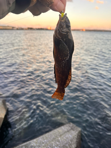 アイナメの釣果