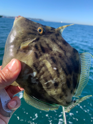 カワハギの釣果