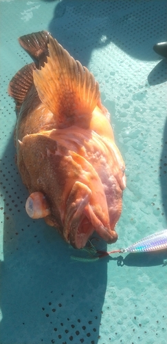 ウッカリカサゴの釣果