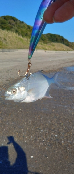 メッキの釣果