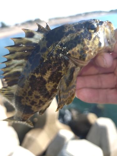タケノコメバルの釣果