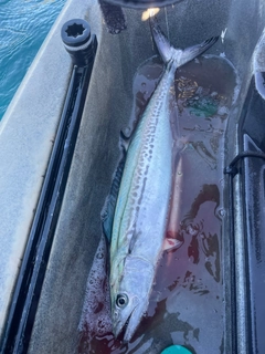 サゴシの釣果