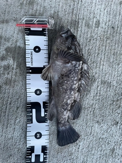 クロソイの釣果