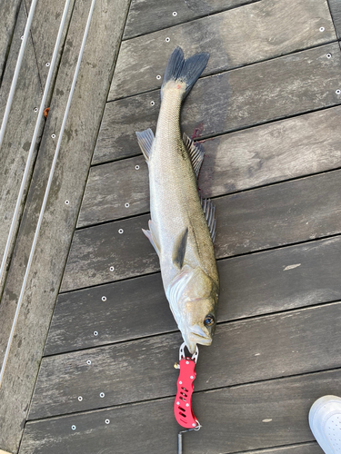 シーバスの釣果