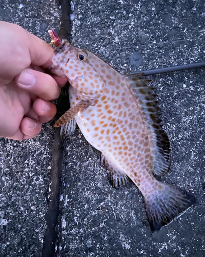 オオモンハタの釣果