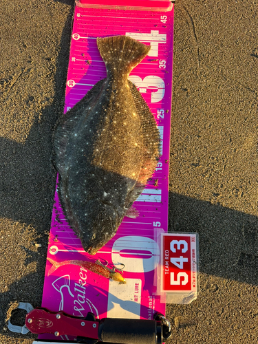 ヒラメの釣果