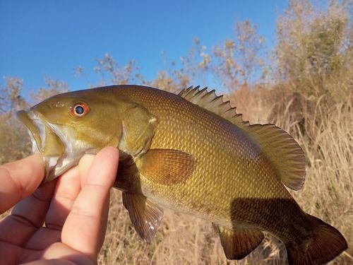 スモールマウスバスの釣果