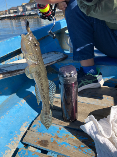 マハゼの釣果