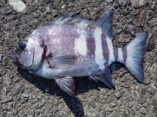 イシダイの釣果