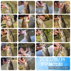 ラージマウスバスの釣果