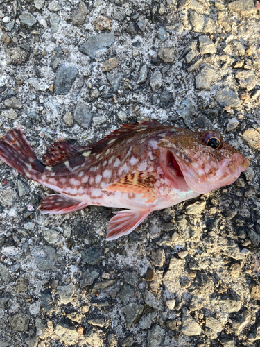 ガシラの釣果