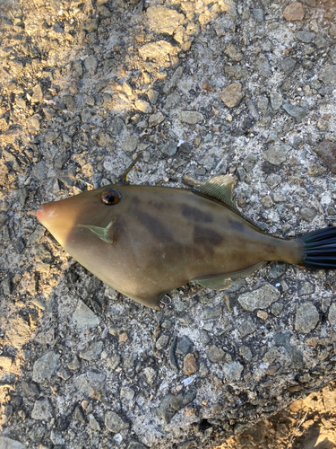 ウマヅラハギの釣果