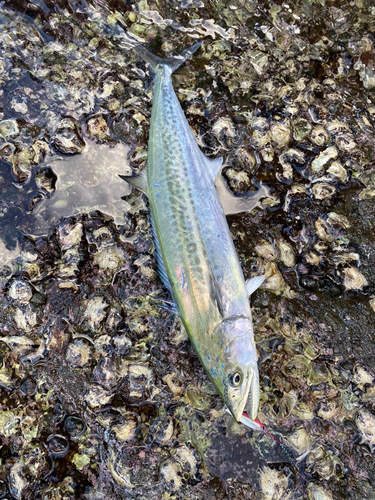 サゴシの釣果