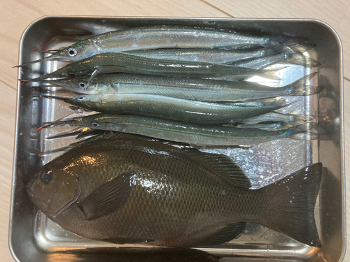 グレの釣果