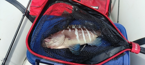 マハタの釣果