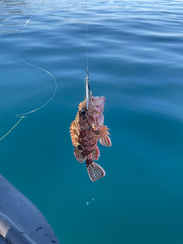 ガシラの釣果