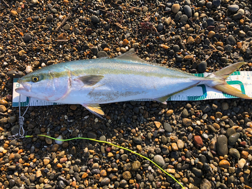 ワラサの釣果