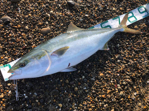 ブリの釣果